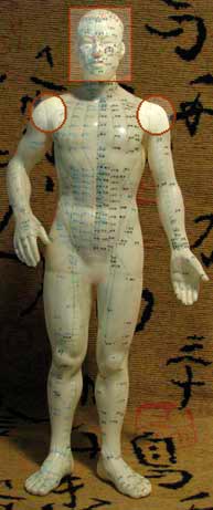 Frontal view of model