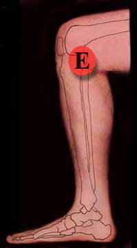 Pain location on inside of right knee